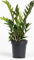 Wòts voorj koelkàs hebbe jullie dzòn? Ow ja, een Zamio jòh?