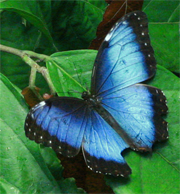 Morpho