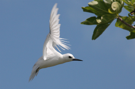 Gygis alba 3