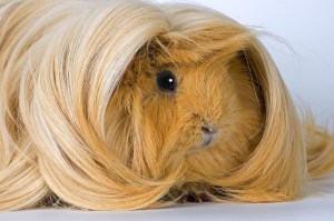 Cavia