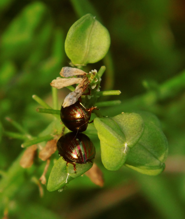 Rozemarijngoudhaantjes