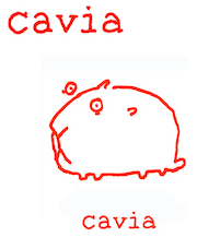 Cavia.png
